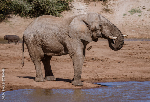 Elephant stands on edge of water while drinking