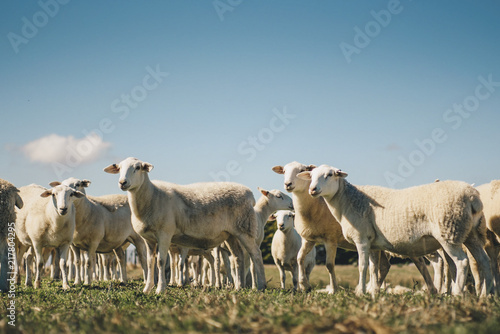Fototapeta Naklejka Na Ścianę i Meble -  Australian sheep