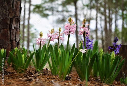 Hiyacinth flower (Hyacinth orientalis) blooming in the late of winter in the garden, GA USA. photo