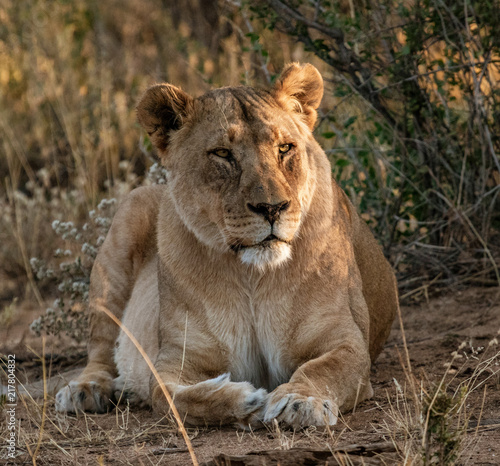 Adult female lions lies down  but constantly scans the horizon
