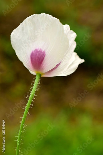 Lonely flower of white poppy. Poppy sleeping pills (lat. Papaver somniferum) is an annual herbaceous plant of the family Poppy (Papaveraceae). Macro. Closeup.