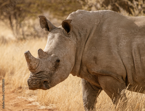 Single white rhinoceros stands on a dirt road