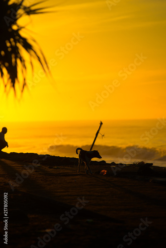 Stray Dog walking on the beach in Bali, Indonesia. Bali is an Indonesian island and known as a tourist destination.