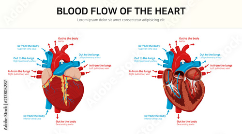 Blood flow of the heart