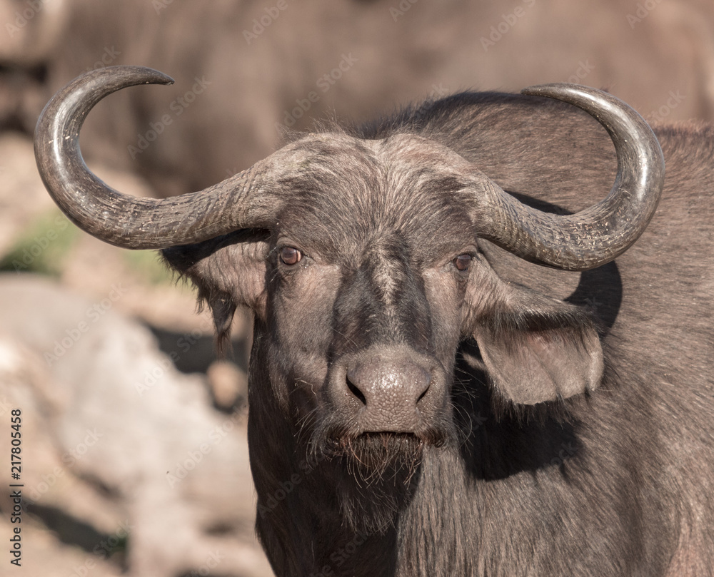 Naklejka premium A single cape buffalo looks at the photographer