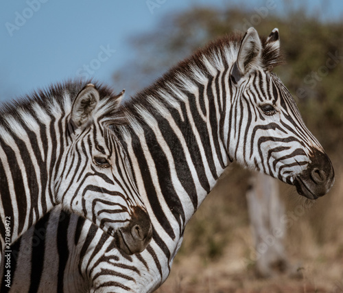 Profile of two zebras walking