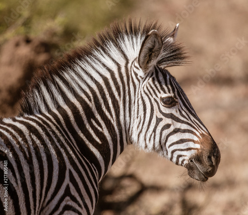 Close-up profile of a zebra
