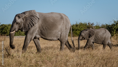 Family of elephants walks along river edge