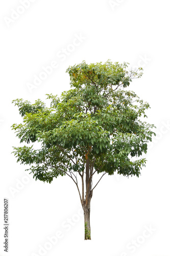 Perennial plant isolate on white background , Tropical tree with brown trunk and green bush

