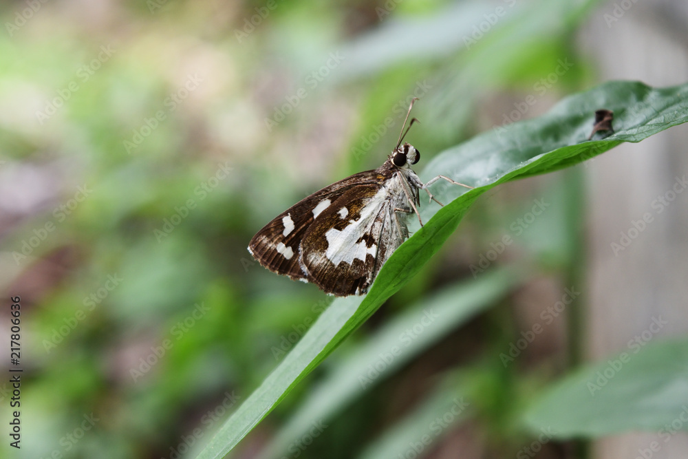 Udaspes folus or Grass Demon butterfly on leaf with natural green background , Brown and white pattern on tropical insect wing , Thailand
Udaspes folus or Grass Demon butterfly on leaf with natural green background , Brown and white pattern on tropical insect wing , Thailand