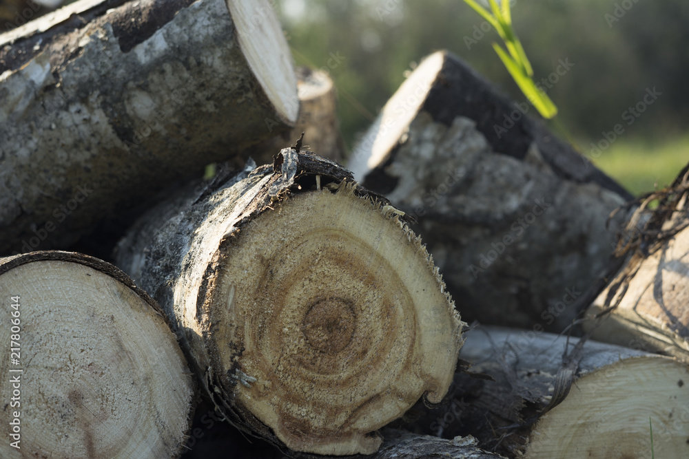 Fototapeta premium Log stack