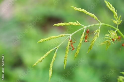 Orange gaster  or Weaver or Green tree ants on grass stem with natural green background , Oecophylla smaragdina
