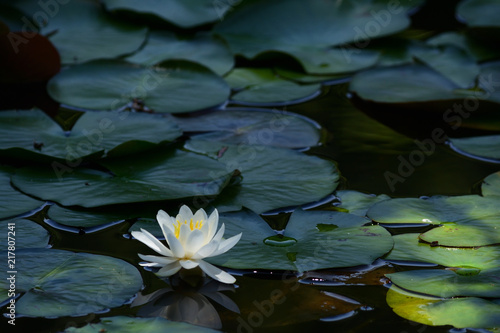 Water lily in a pond.