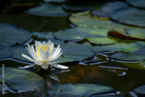 Water lily in a pond.