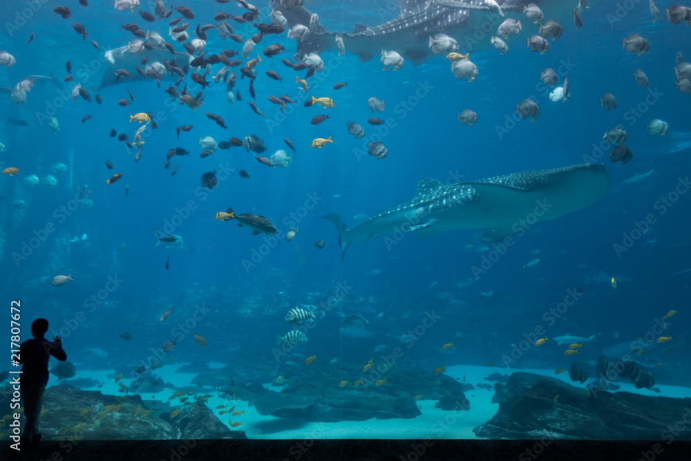 One Child Silhouetted In Front of Whale Shark Tank One Child Silhouetted In Front of Whale Shark Tank