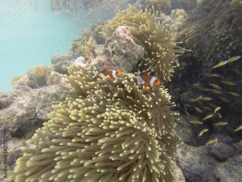 Amphiprion Ocellaris Clownfish  Nemo  in the sea