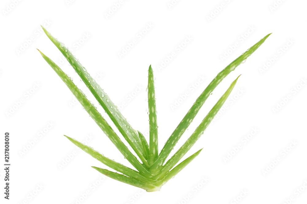 Aloe vera isolated on white background. Aloe vera isolated on white background.