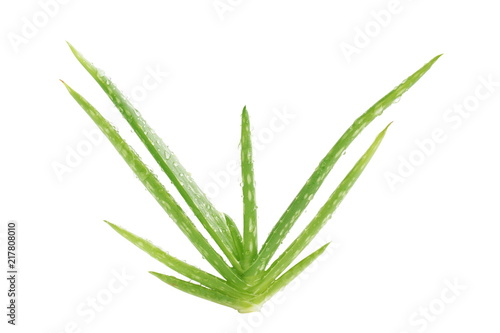 Aloe vera isolated on white background.