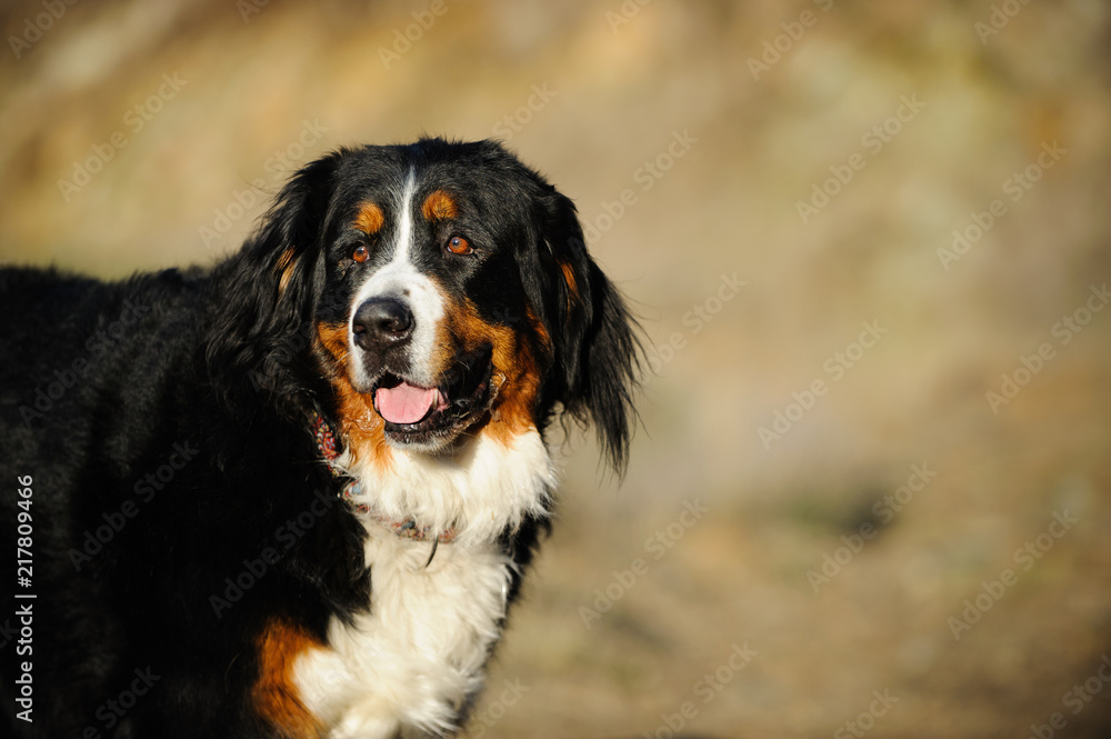 Bernese Mountain Dog outdoor portrait Bernese Mountain Dog outdoor portrait