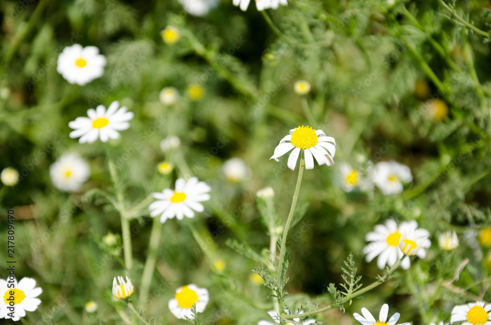 white daisy (Bellis Perennis) aka Common daisy or Lawn daisy or English daisy flower white daisy (Bellis Perennis) aka Common daisy or Lawn daisy or English daisy flower