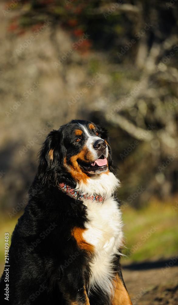 Bernese Mountain Dog outdoor portrait Bernese Mountain Dog outdoor portrait