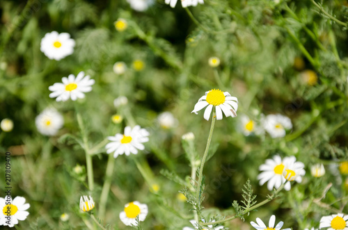 white daisy  Bellis Perennis  aka Common daisy or Lawn daisy or English daisy flower