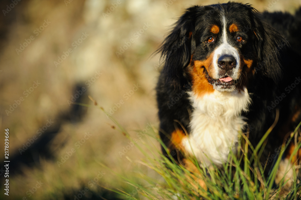 Bernese Mountain Dog outdoor portrait walking through tall grass Bernese Mountain Dog outdoor portrait walking through tall grass