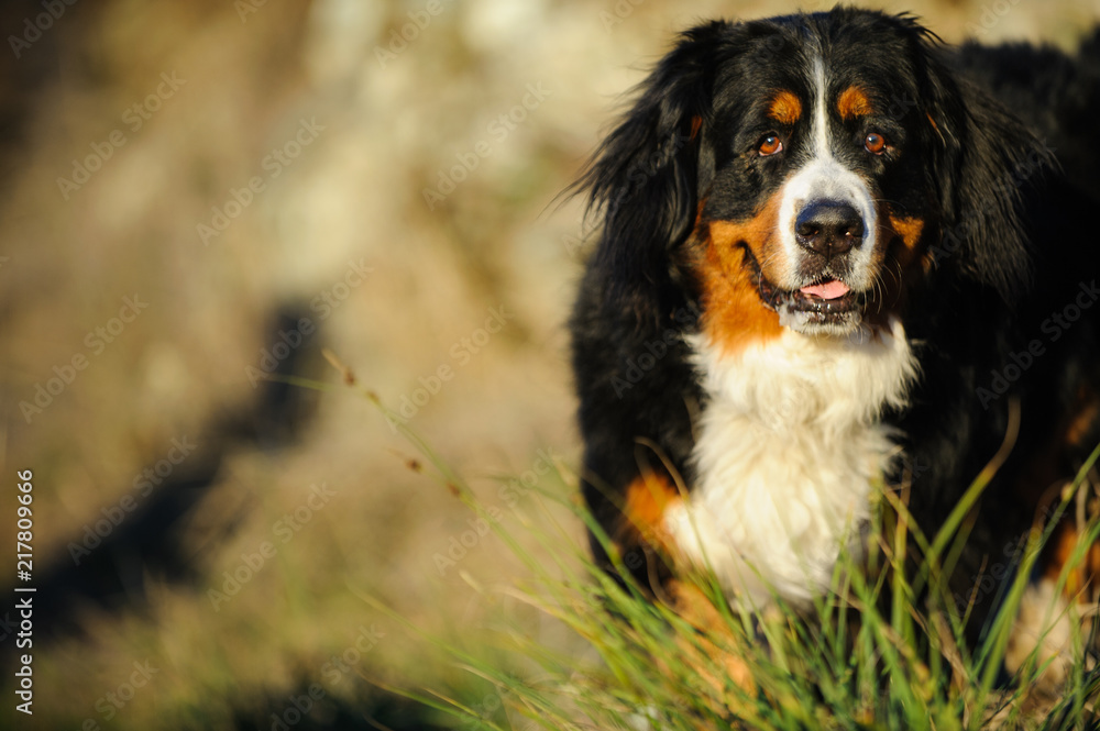 Bernese Mountain Dog outdoor portrait walking through tall grass