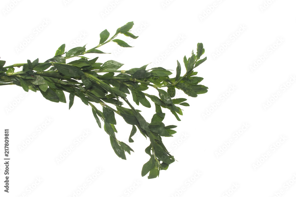 green grass isolated on white background green grass isolated on white background