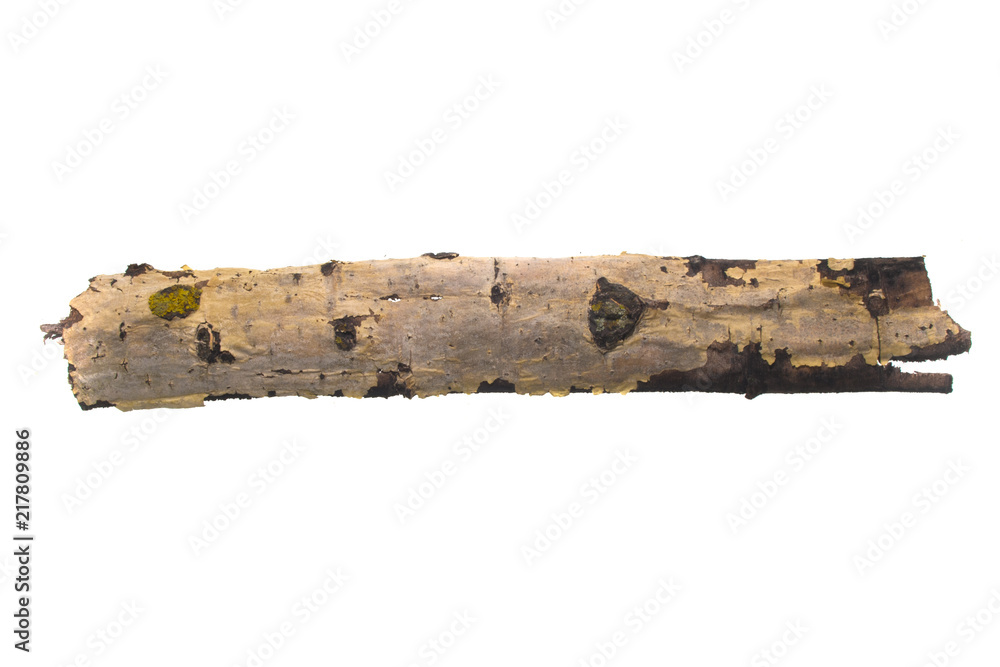 Fototapeta premium tree bark isolated on white background
