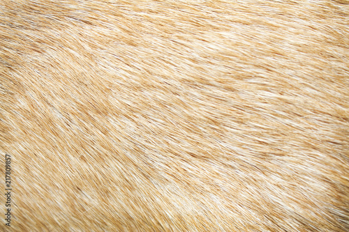 Fur dog skin texture with soft smooth short patterns , Nature brown line background © Amphawan