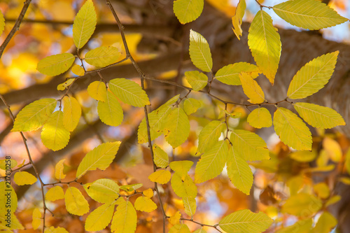 Fall leaves on a crisp autumn day.