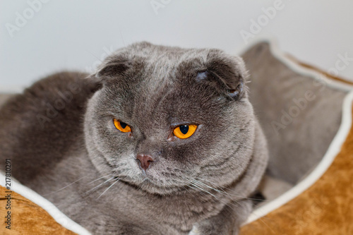 My loving and adorable pet. A cat Scottish Fold called Pelusi gray and orange eyes.