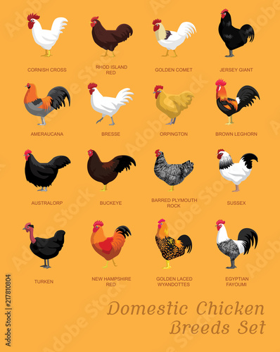 Domestic Chicken Breeds Set Cartoon Vector Illustration