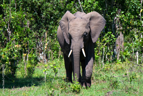 African elephant or Loxodonta cyclotis in nature