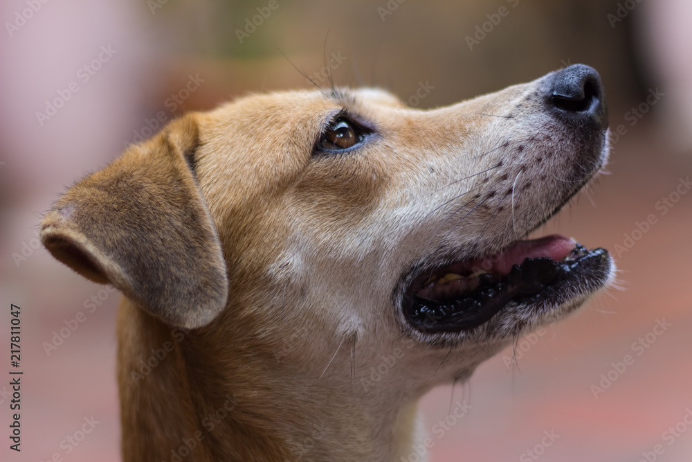 beautiful dog with beautiful eyes beautiful dog with beautiful eyes