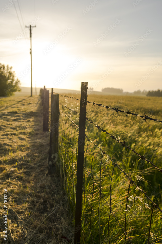 Fototapeta premium Grassland and Fence 2