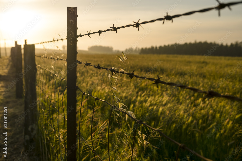Obraz premium Barbed Wire Grassland Evening