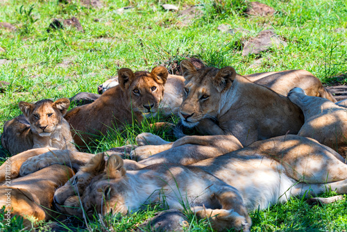 Fototapeta Naklejka Na Ścianę i Meble -  Lions pride resting im shade in nature