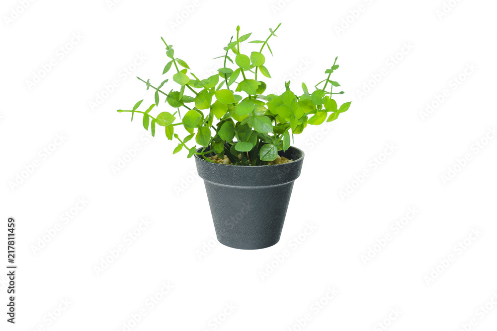 Fototapeta premium Small tree plant in black flower pot isolated on white background.