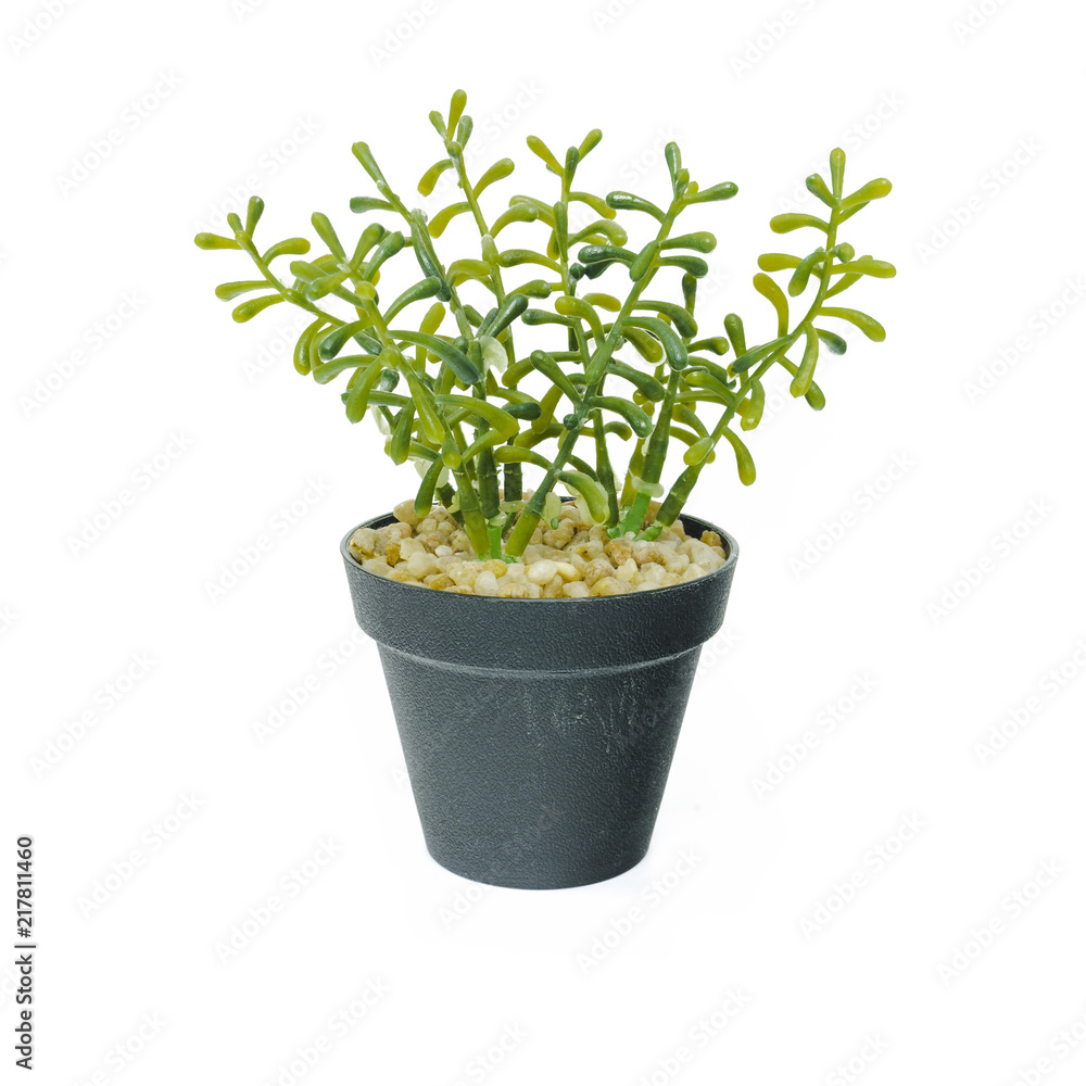 Set of small tree plant in black flower pot isolated on white background. Set of small tree plant in black flower pot isolated on white background.