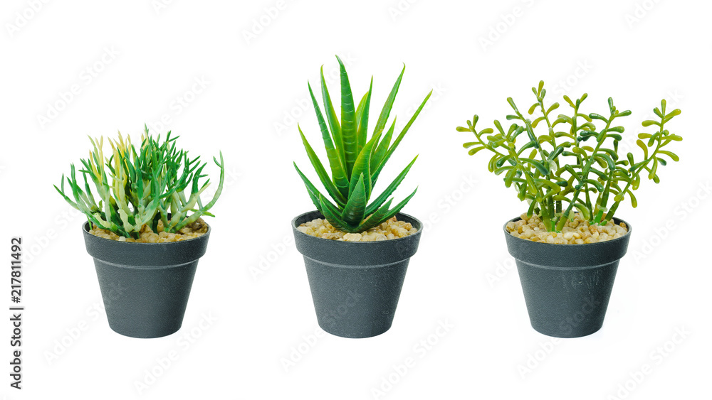 Set of small tree plant in black flower pot isolated on white background.