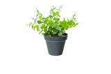Small tree plant in black flower pot isolated on white background.