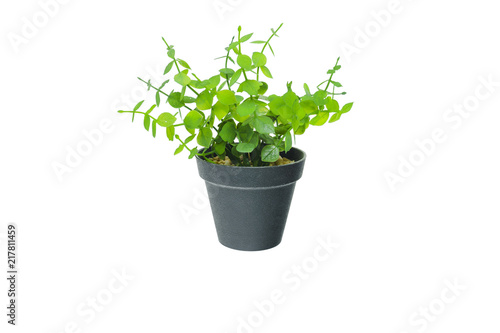 Small tree plant in black flower pot isolated on white background.