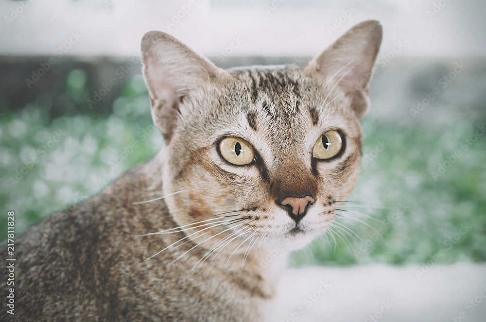 Portrait of a surprised cat Scottish Straight, close up on natural background. Smiling expression, happy (Cat happy day).