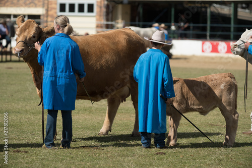 Foto animal judging at a show