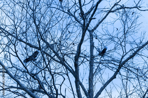 Crows on naked tree branches