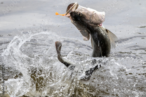 Barramundi jumps into the air when it is hooked by a angler in the fishing tournament © wonderisland