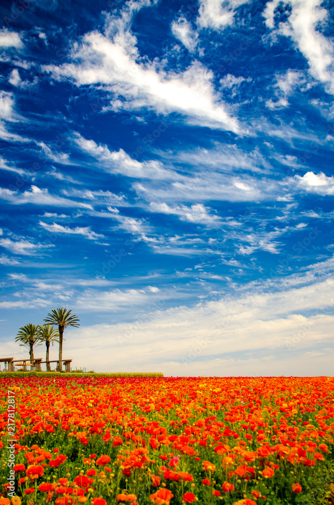 Beautiful flowers growing in a field Beautiful flowers growing in a field