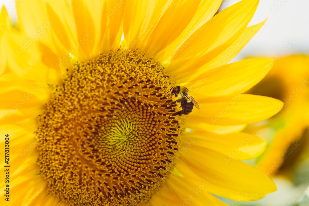 Sunflower Bee Sunflower Bee
